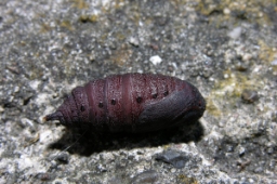 Foto af Sømplet (Aglia tau) | Puppe