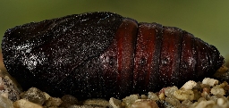 Foto af Poppelspinder (Poecilocampa populi) | Puppe