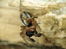 Foto af Simziella major (Simziella major) | Han, bemærk at tibialapofysen har to tænder