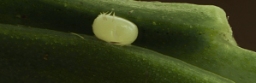 Foto af Blåbærdværgmåler (Pasiphila debiliata) | Æg