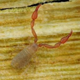 Foto af Pselaphochernes dubius (Pselaphochernes dubius) | Hun