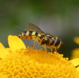 Foto af Stribet skovsvirreflue (Dasysyrphus albostriatus) | Hun