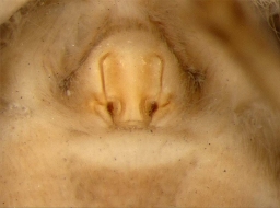 Foto af Pardosa danica (Pardosa danica) | NHMD