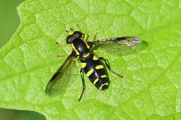 Foto af Sydlig ornamentsvirreflue (Philhelius dives) | Han