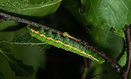 Foto af Karmeliterspinder (Odontosia carmelita) | Larve