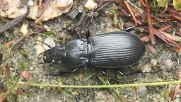 Foto af Markjordløber (Pterostichus melanarius) | Standardfoto