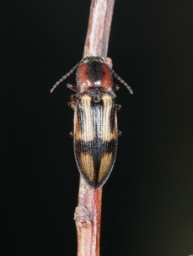 Foto af Korssmælder (Selatosomus cruciatus) | Standardfoto