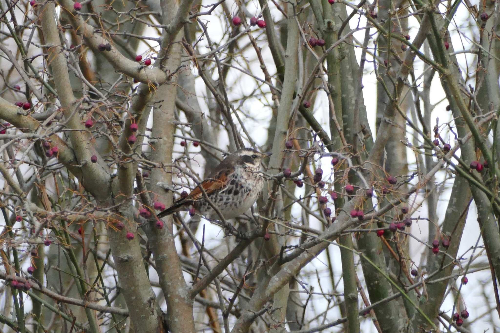 Dusky Thrush (Turdus eunomus), photo 2
