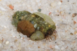 Foto af Goera pilosa (Goera pilosa) | Larve