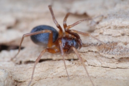 Foto af Zodarion italicum (Zodarion italicum) | Hun