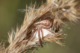 Foto af Xysticus ulmi (Xysticus ulmi) | Frederik Leck Fischer