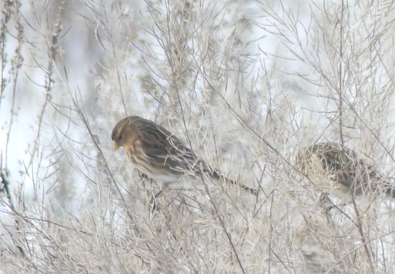 Twite (Linaria flavirostris), photo 8