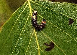 Foto af Kølleugle (Acronicta alni) | Larve