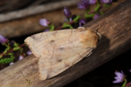 Foto af Gul eftersommerugle (Enargia paleacea) | Standardfoto