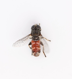Foto af Sand-løgsvirreflue (Eumerus sabulonum) | Standardfoto