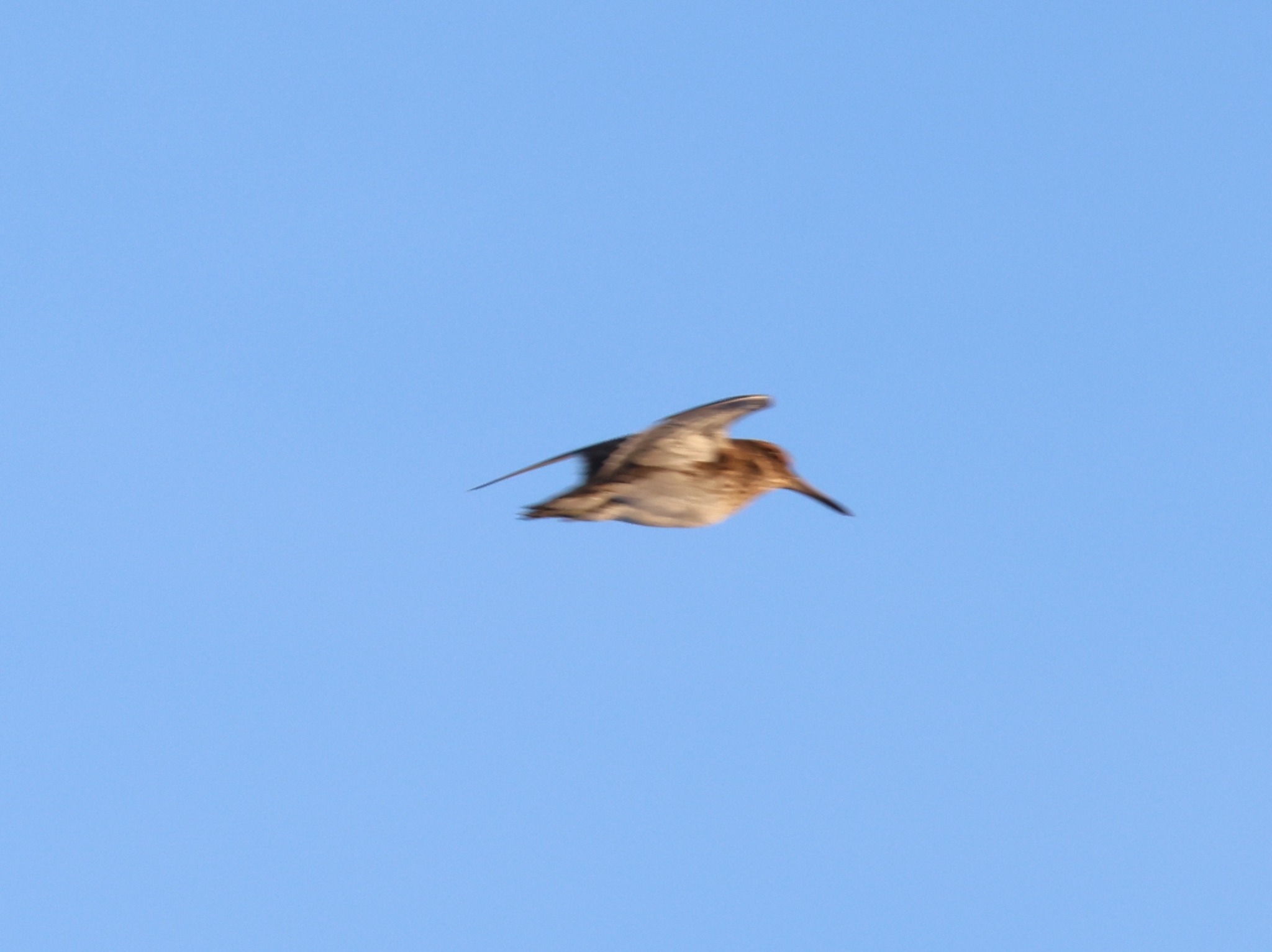 Jack Snipe (Lymnocryptes minimus), photo 4