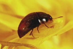 Foto af Olibrus bicolor (Olibrus bicolor) | Standardfoto
