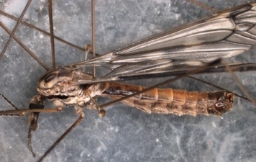 Foto af Tipula rufina (Tipula rufina) | Han