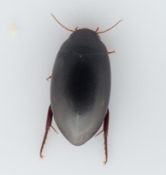 Foto af Ilybius quadriguttatus (Ilybius quadriguttatus) | Standardfoto