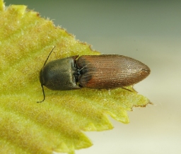 Foto af Sericus brunneus (Sericus brunneus) | Standardfoto