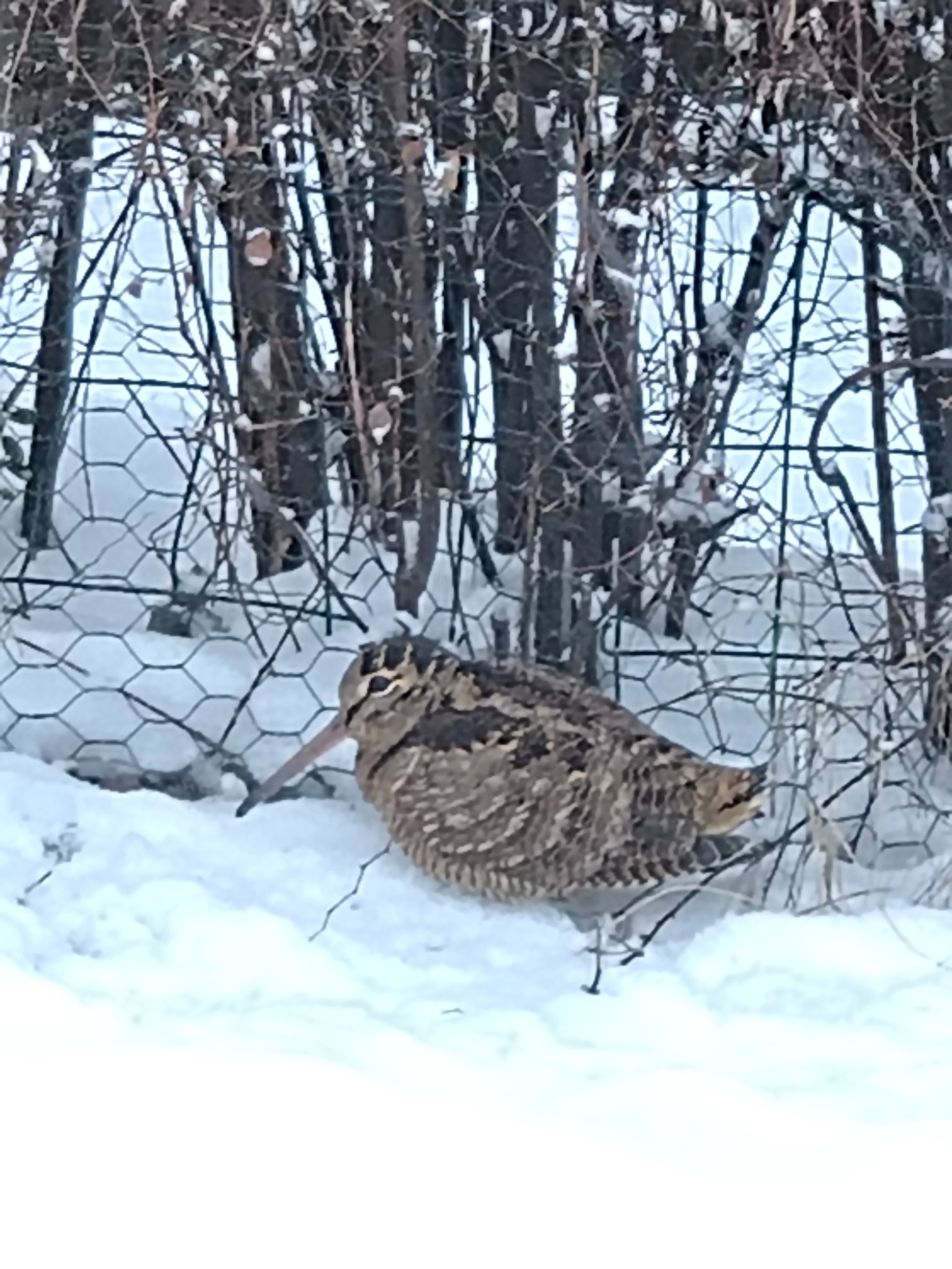 Eurasian Woodcock (Scolopax rusticola), photo 10