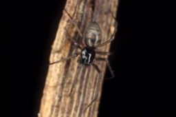 Foto af Almindelig dværgbaldakinspinder (Bathyphantes gracilis) | Hun