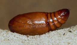 Foto af Sydeuropæisk græsugle (Mythimna languida) | Puppe