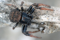 Foto af Ozyptila claveata (Ozyptila claveata) | Han