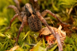 Foto af Almindelig bjørneedderkop (Trochosa terricola) | Frederik Leck Fischer