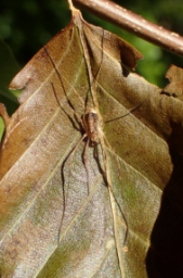Foto af Hedemejer (Paroligolophus agrestis) | Standardfoto