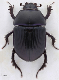Foto af Markskarnbasse (Geotrupes spiniger) | Standardfoto