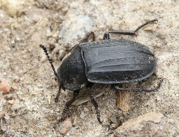 Foto af Kornet ådselbille (Silpha tristis) | Standardfoto