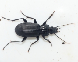 Foto af Skovjordløber (Pterostichus niger) | Standardfoto
