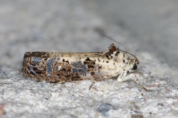 Foto af Hedya salicella (Hedya salicella) | Standardfoto