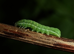 Foto af August-mosugle (Mniotype satura) | Larve