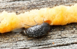 Foto af Småplettet brodbille (Curtimorda maculosa) | Standardfoto