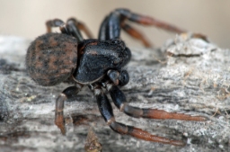 Foto af Ozyptila claveata (Ozyptila claveata) | Han