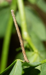 Foto af Kantpunktet duskmåler (Scopula marginepunctata) | Larve