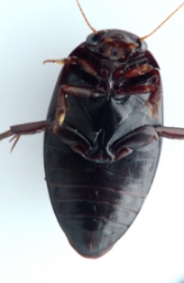 Foto af Ilybius quadriguttatus (Ilybius quadriguttatus) | Standardfoto