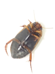 Foto af Rhantus suturellus (Rhantus suturellus) | Standardfoto