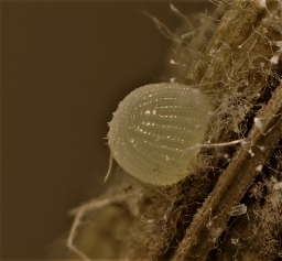 Foto af Strandært-ugle (Proxenus lepigone) | Æg