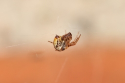 Foto af Bladhyttespinder (Parasteatoda lunata) | Frederik Leck Fischer