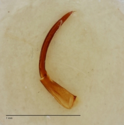 Foto af Lerødebille (Curimopsis setigera) | Danmarks BilleBank - danbiller.dk