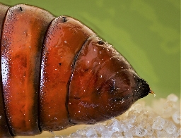 Foto af Rødhovedet overvintringsugle (Conistra erythrocephala) | Puppe