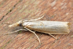 Foto af Agriphila straminella (Agriphila straminella) | Standardfoto