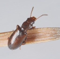 Foto af Brun grenbille (Sphaeriestes castaneus) | Standardfoto