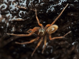 Foto af Ischnothyreus velox (Ischnothyreus velox) | Han