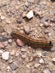 Foto af Ringspinder (Malacosoma neustria) | Larve