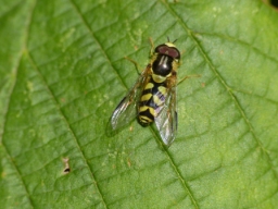 Foto af Stribet skovsvirreflue (Dasysyrphus albostriatus) | Han
