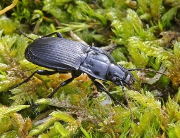 Foto af Bred muldløber (Abax parallelepipedus) | Standardfoto